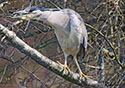 Nycticorax nycticorax